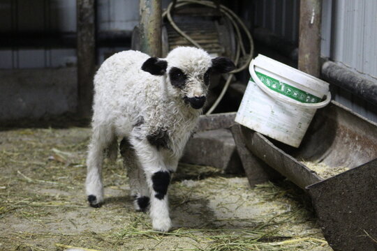 Life of Livestocks in the Transylvanian traditional barn