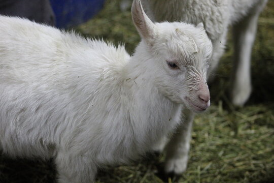 Life of Livestocks in the Transylvanian traditional barn