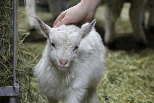 Life of Livestocks in the Transylvanian traditional barn