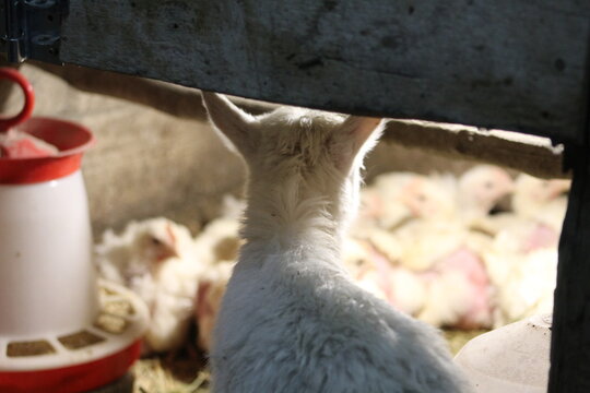 Life of Livestocks in the Transylvanian traditional barn