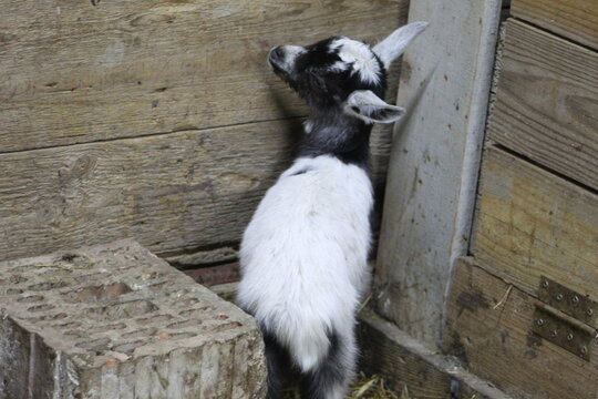 Life of Livestocks in the Transylvanian traditional barn