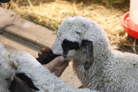 Life of Livestocks in the Transylvanian traditional barn