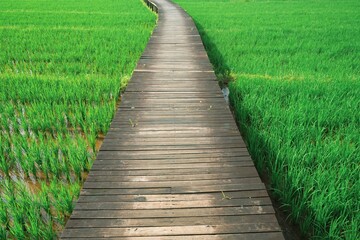 Obraz premium A wooden bridge path stretching through the middle of a vast rice field