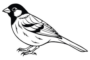 Obraz premium finch bird silhouette line art vector illustration with a white background