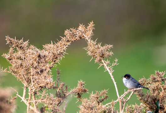 Sardinian Warbler perched on a branch.