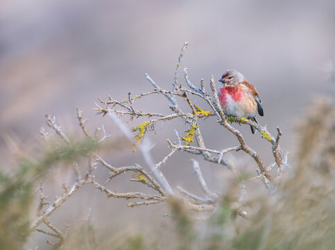 Female common linnet perched a branch.