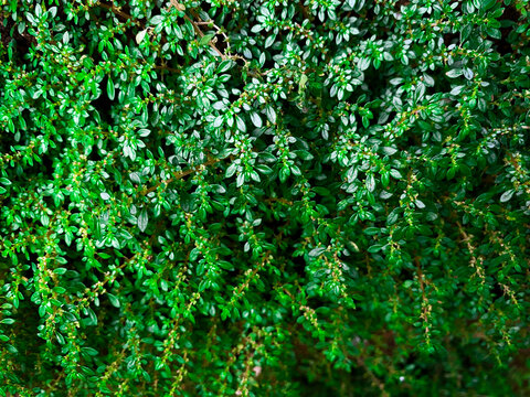 Lush Pilea microphylla (Artillery Fern) growing over green moss