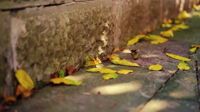 Bluestone Pavement Fallen Leaves Autumn Light And Shadow 4K