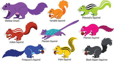 Colorful Vector Set of Squirrel Species Including Malabar, Variable, and Indian Squirrels for Wildlife Illustrations and Designs © MdSoleman