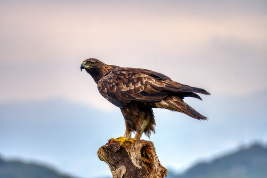 A majestic golden eagle in Spain.