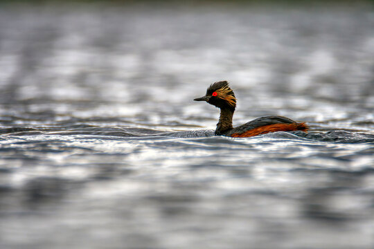 Black necked grebe in the lagoon.