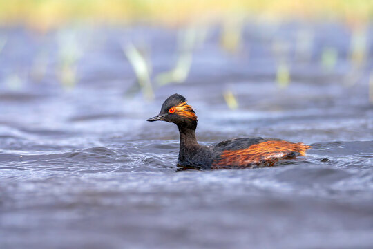 Black necked grebe in the lagoon.