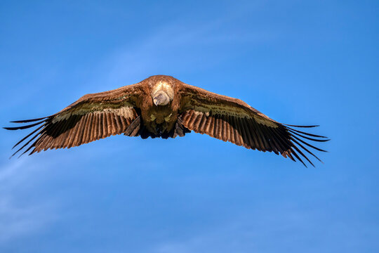 Griffon vulture landing in field. Gyps fulvus.