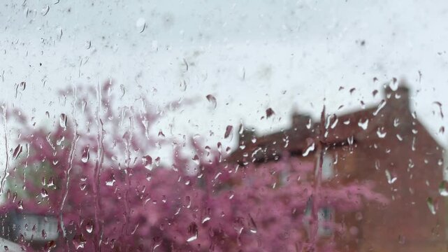 rain drops on window with cherry blossom background
