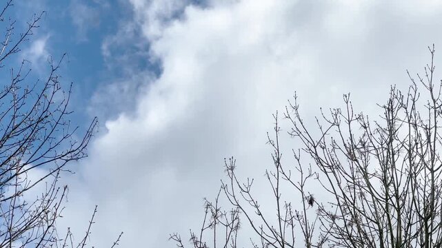 Looking up at the clouds through the trees