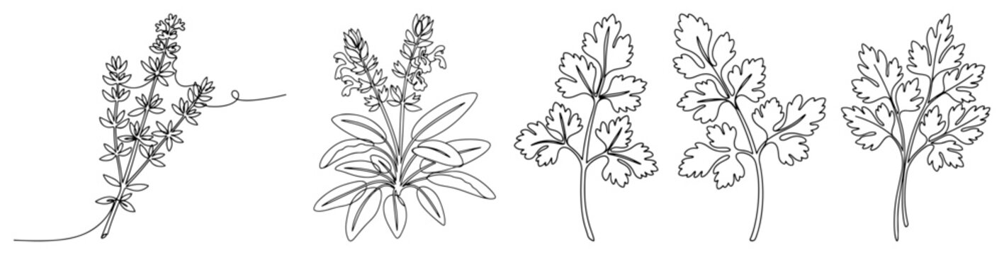 Culinary herb set with thyme sage and parsley in minimalist line art