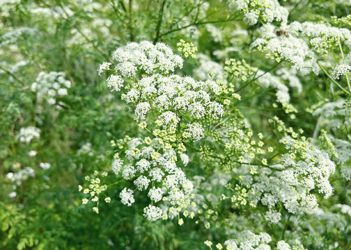 Conium maculatum, the hemlock or poison hemlock growing in the field
