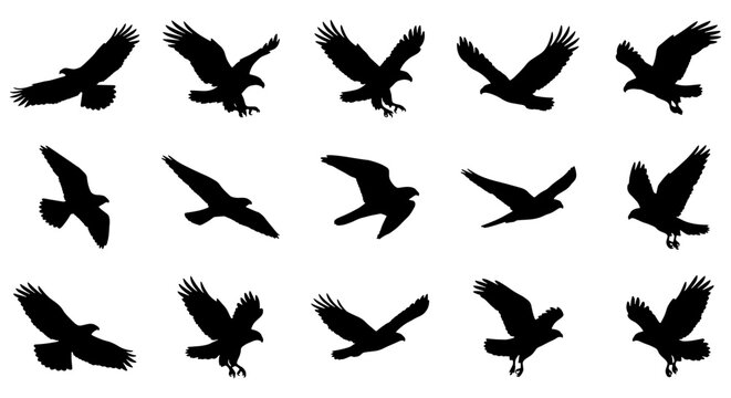 Eagle silhouette set with 15 vector elements, flying bird of prey icons, black hawk and falcon shapes in flight, soaring raptor graphics for logos