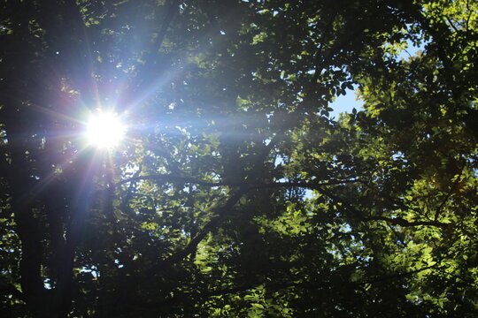 Sunlight piercing the foliage
