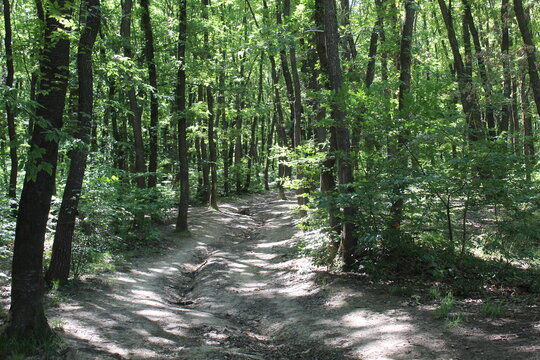 Path in the woods