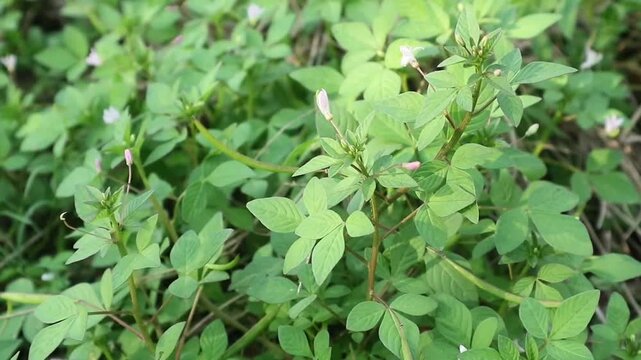 Fringed spider flower (Cleome rutidosperma) growing in the field, this common tropical weed growing naturally in a lush outdoor environment