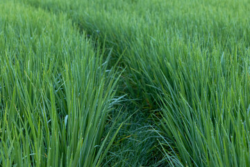 Fototapeta premium Green Rice Field with Dew Drops, Fresh Morning Nature Background. Green Rice Plants with Dew Drops in Paddy Field Close Up