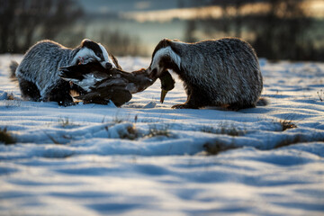 Two European badgers fighting over prey in the snow at sunset © Rudolf