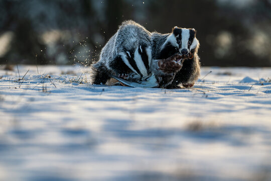 Two European badgers fighting over prey in the snow at sunset