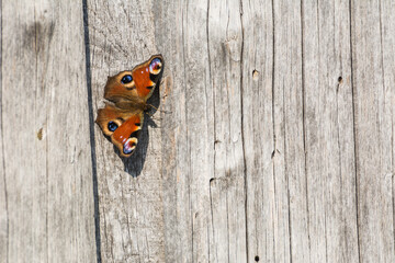 Small tortoiseshell butterfly resting on textured tree bark in natural sunlight © Stephan