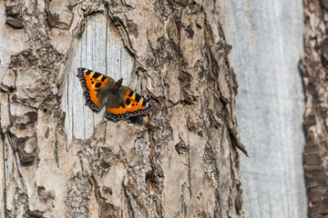 Small tortoiseshell butterfly resting on textured tree bark in natural sunlight © Stephan