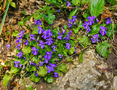 Wald-Veilchen; Viola reichenbachiana; wood violet, hedge violet
