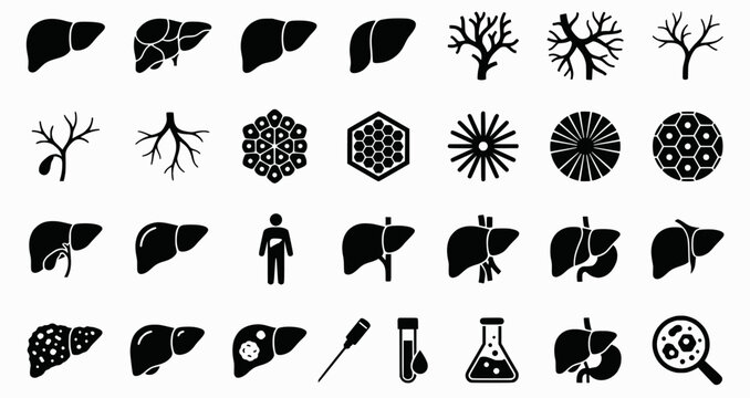 Liver Anatomy Icons. Outline icon set of liver anatomy basics: liver lobes, hepatic artery, portal vein, bile
