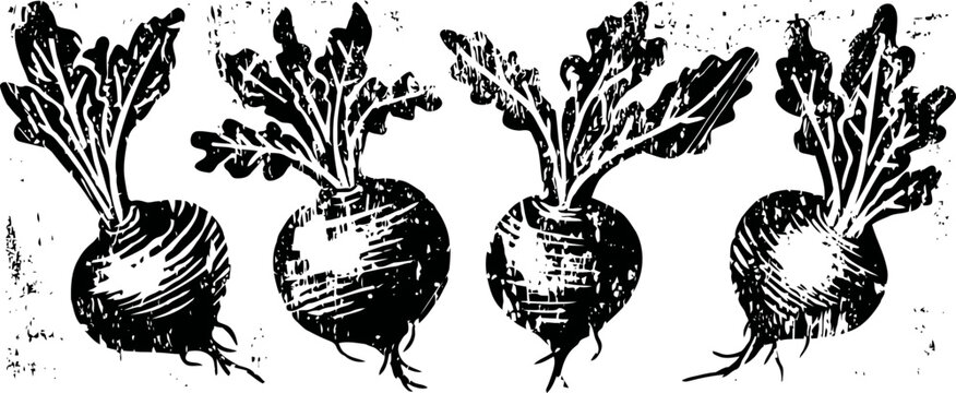 Vintage black and white illustration of four beets with leaves, root vegetables drawing