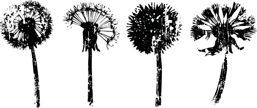 black and white dandelion silhouettes in different seed dispersal stages