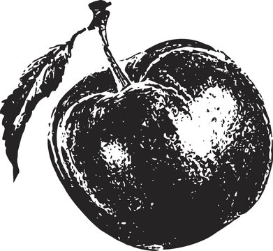 Detailed vintage apple illustration natural fruit drawing with leaf and stem, rustic botanical