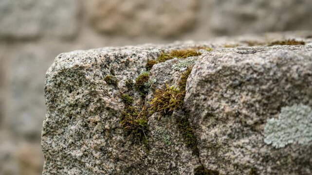Close-up of weathered granite stone with moss and lichen.