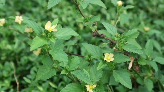 Yellow flower of Sida rhombifolia plant with green leaves in the garden, suitable for botanical, medicinal herb, or nature-themed projects