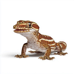 Obraz premium Gecko lizard isolated with detailed textured skin