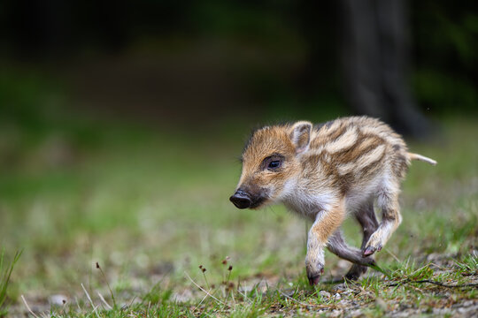 Cute wild boar piglet running across a grassy field in the forest