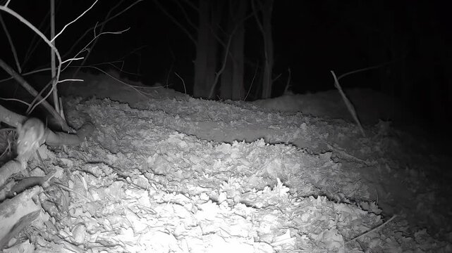 Eine Waldmaus im Wald in der Nacht auf Nahrungssuche
