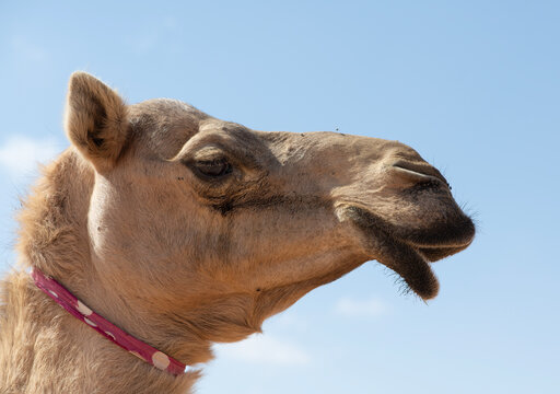 Close-up side view of a camel wearing a scarf in front of a blue sky, Oman