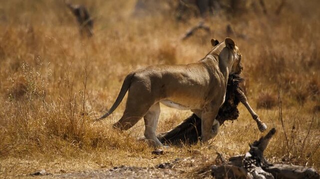 African Lion Tearing Meat in Natural Habitat