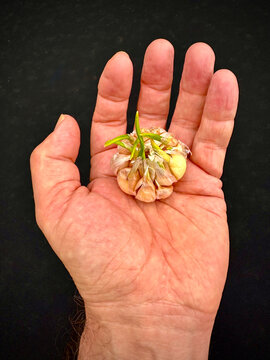 Close-up of a man's hand holding a bulb of sprouting Garlic ready for planting