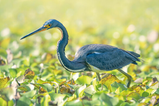 Close-up side view of a wild tricolored heron (Egretta tricolor) stalking prey amongst floating water hyacinth vegetation, Everglades, Florida, USA