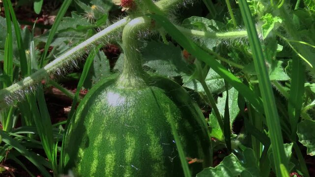 A small watermelon growing in a corner of the vegetable garden. A micro backyard environment with insects.