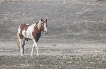 Obraz premium Wild Horse in Springtime in the Utah Desert