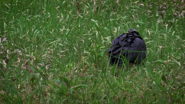 The horned screamer (Anhima cornuta) looks for food, alert and half-hidden in the field. Wet Savanna, Brazil.