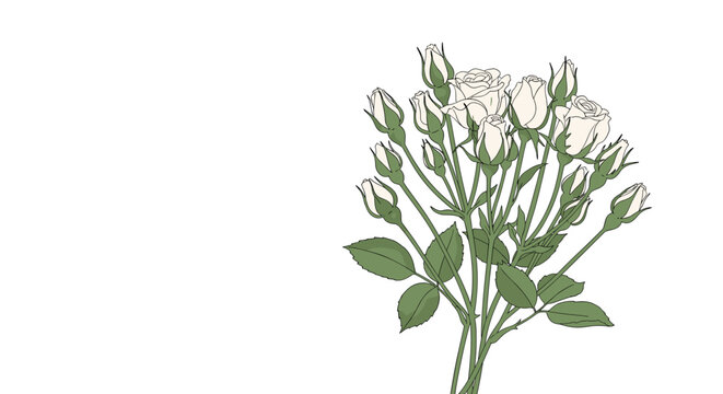 Delicate floral sketch of a bouquet of white rosebuds with green stems and leaves arranged in an elegant composition on a white background.