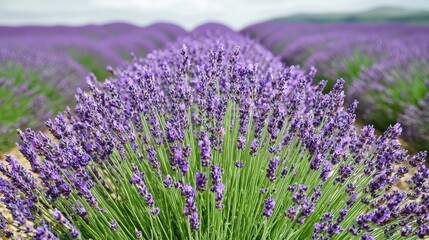 Obraz premium Lavender field serenity provence france landscape photography tranquil environment close-up viewpoint nature's beauty