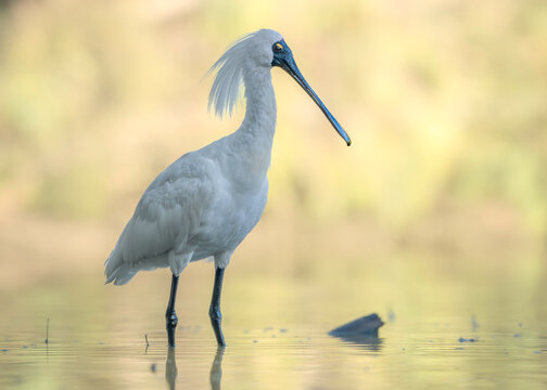 Close-up side view of a wild Royal spoonbill (Platalea regia) in mating plumage wading in a shallow water lagoon with a blurred green background, Australia